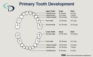 Primary tooth development chart